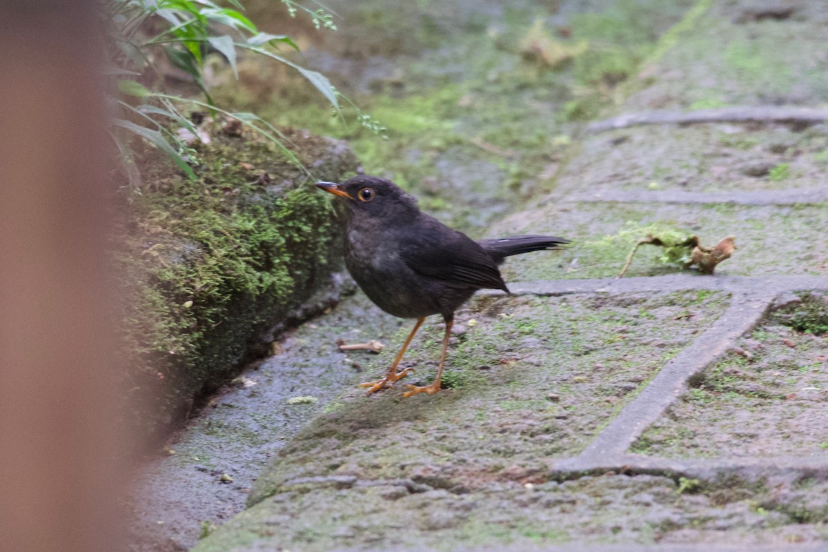 Slaty-backed Nightingale-Thrush (Slaty-backed) - ML474748731