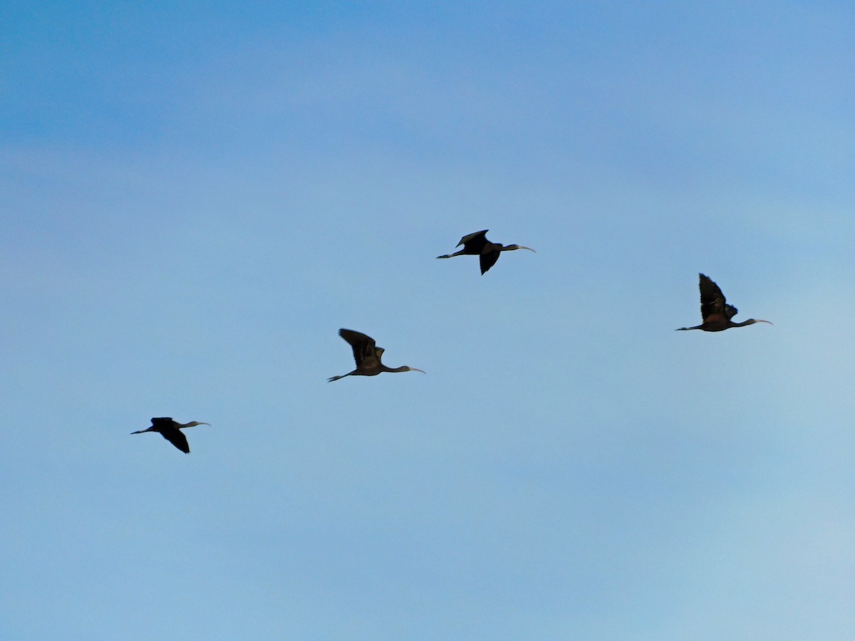 Glossy Ibis - ML474749191