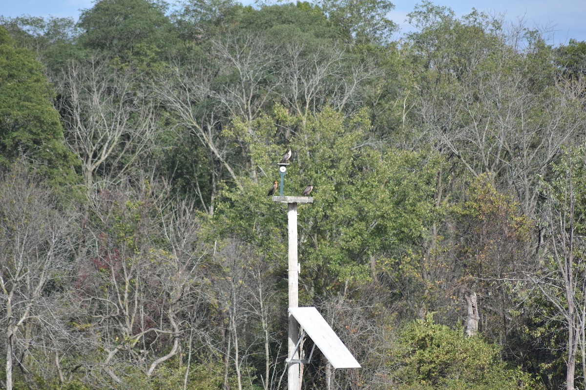 Double-crested Cormorant - ML474750551