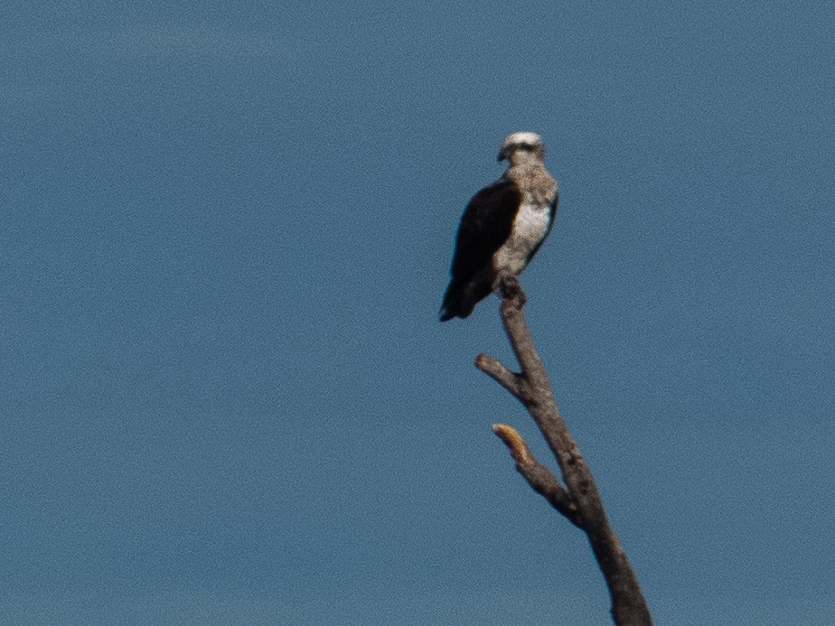 Osprey - ML474750881