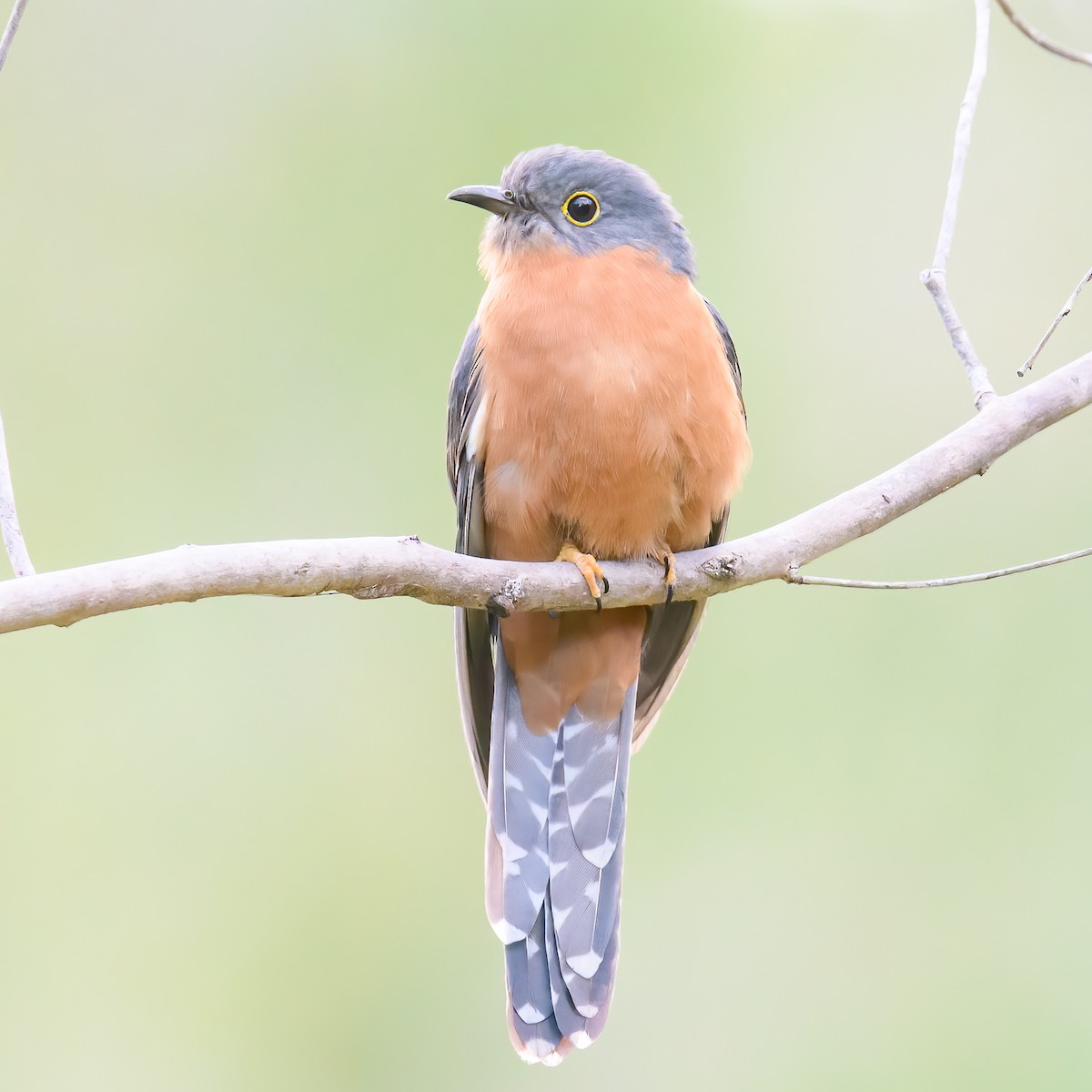 Chestnut-breasted Cuckoo - Mark Lethlean