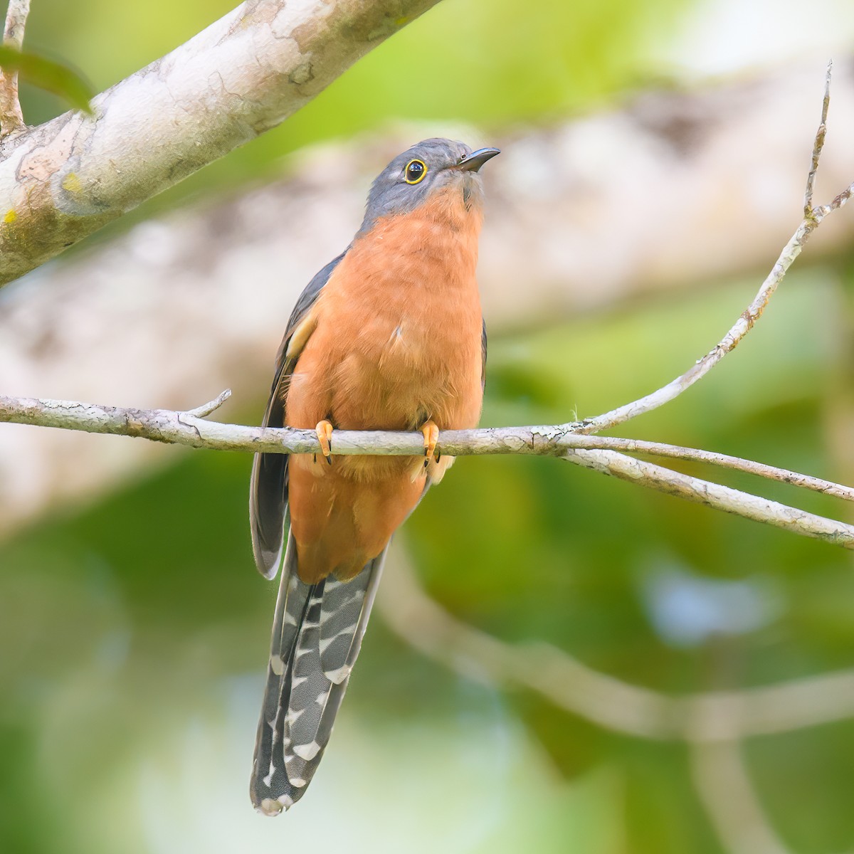 Chestnut-breasted Cuckoo - Mark Lethlean