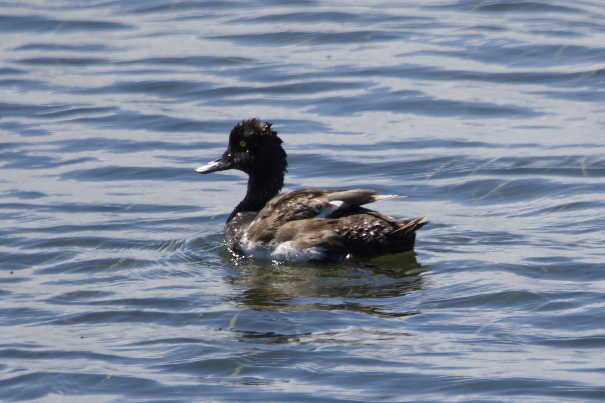 Lesser Scaup - ML474752811