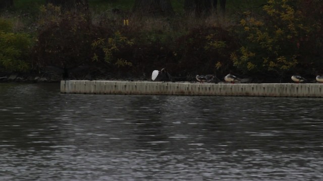 Western Cattle-Egret - ML474753