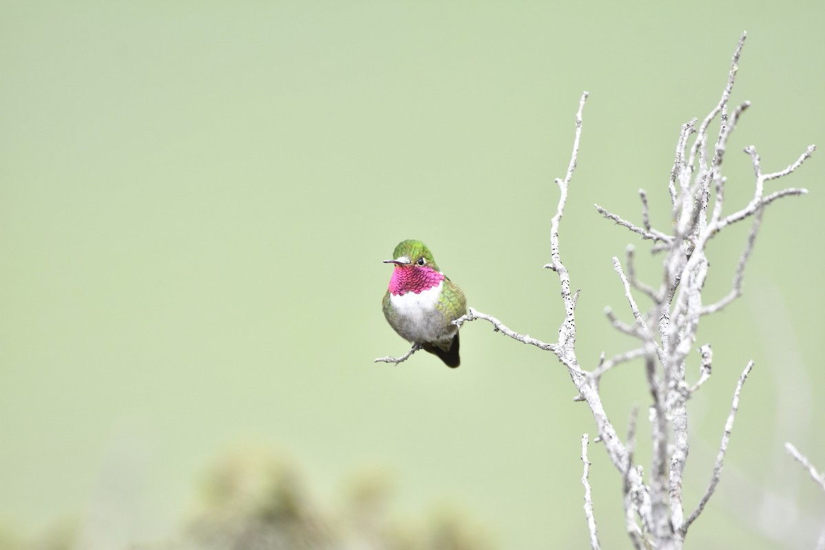 Broad-tailed Hummingbird - ML474753961