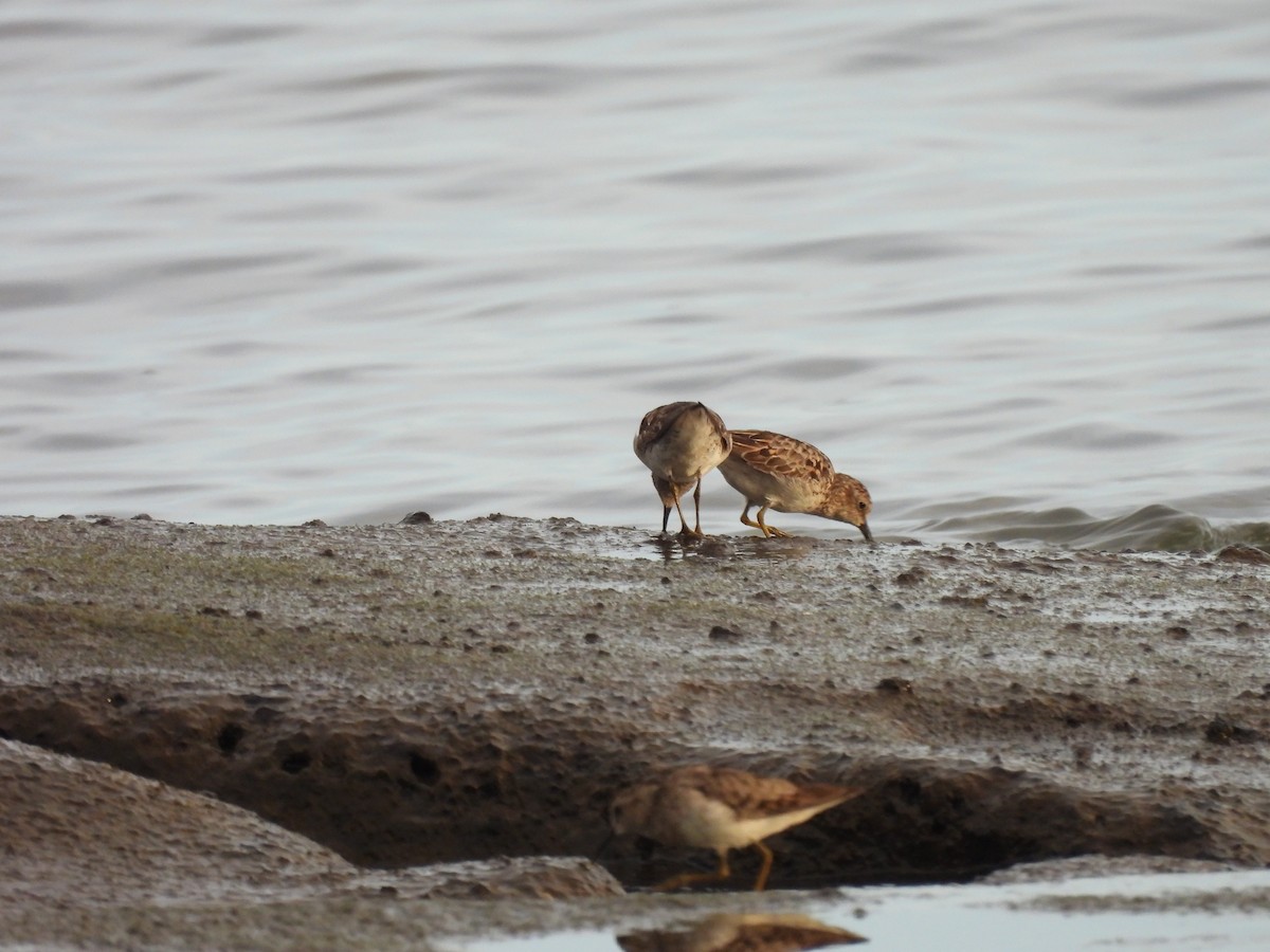 Least Sandpiper - ML474755411