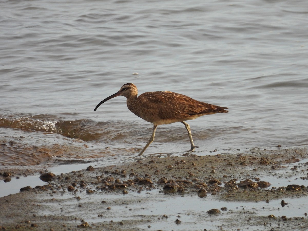 Whimbrel - ML474755591