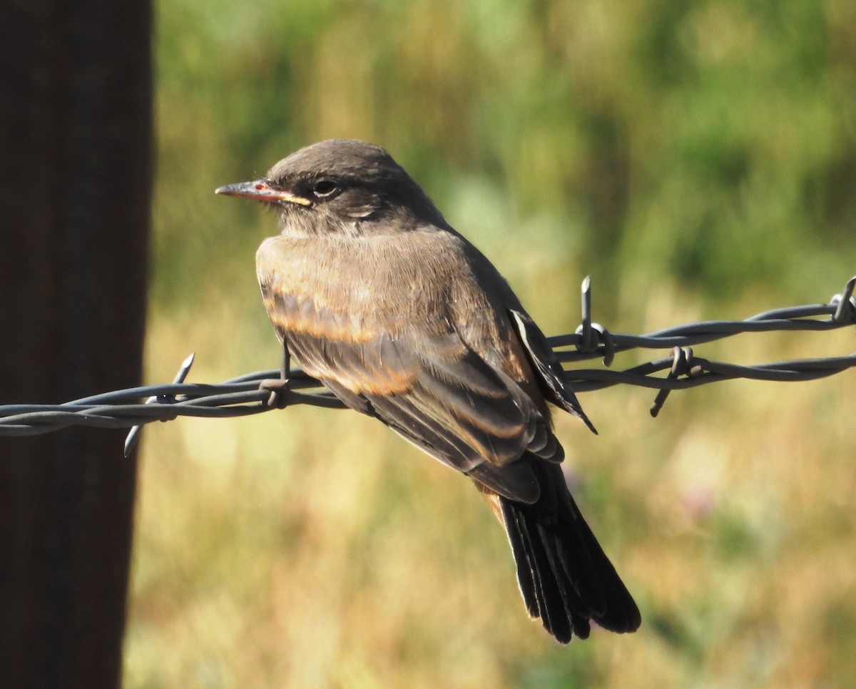 Say's Phoebe - ML474756481