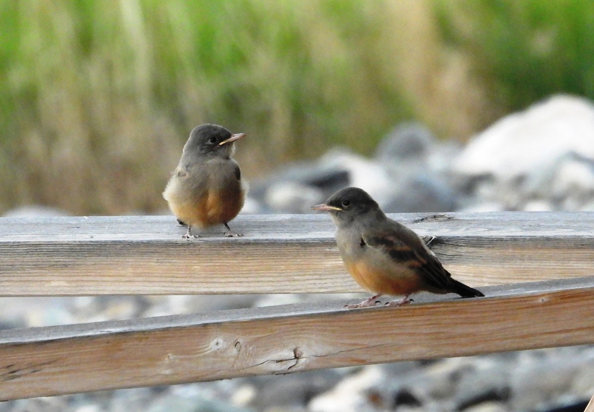 Say's Phoebe - Susan Smith