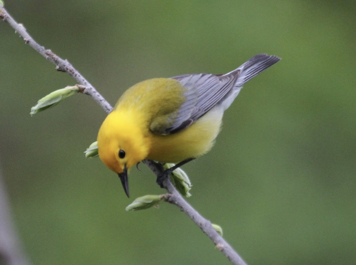 Prothonotary Warbler - Sam Manning