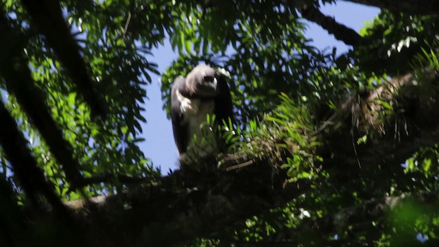 Harpy Eagle - ML474758