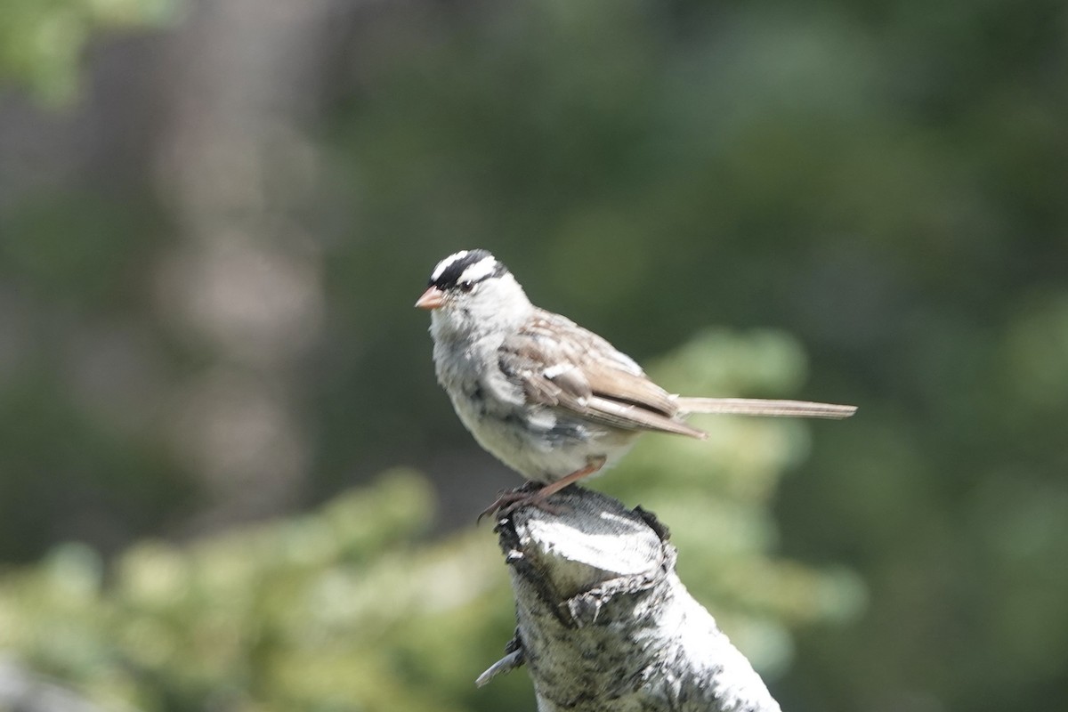 White-crowned Sparrow - ML474758931