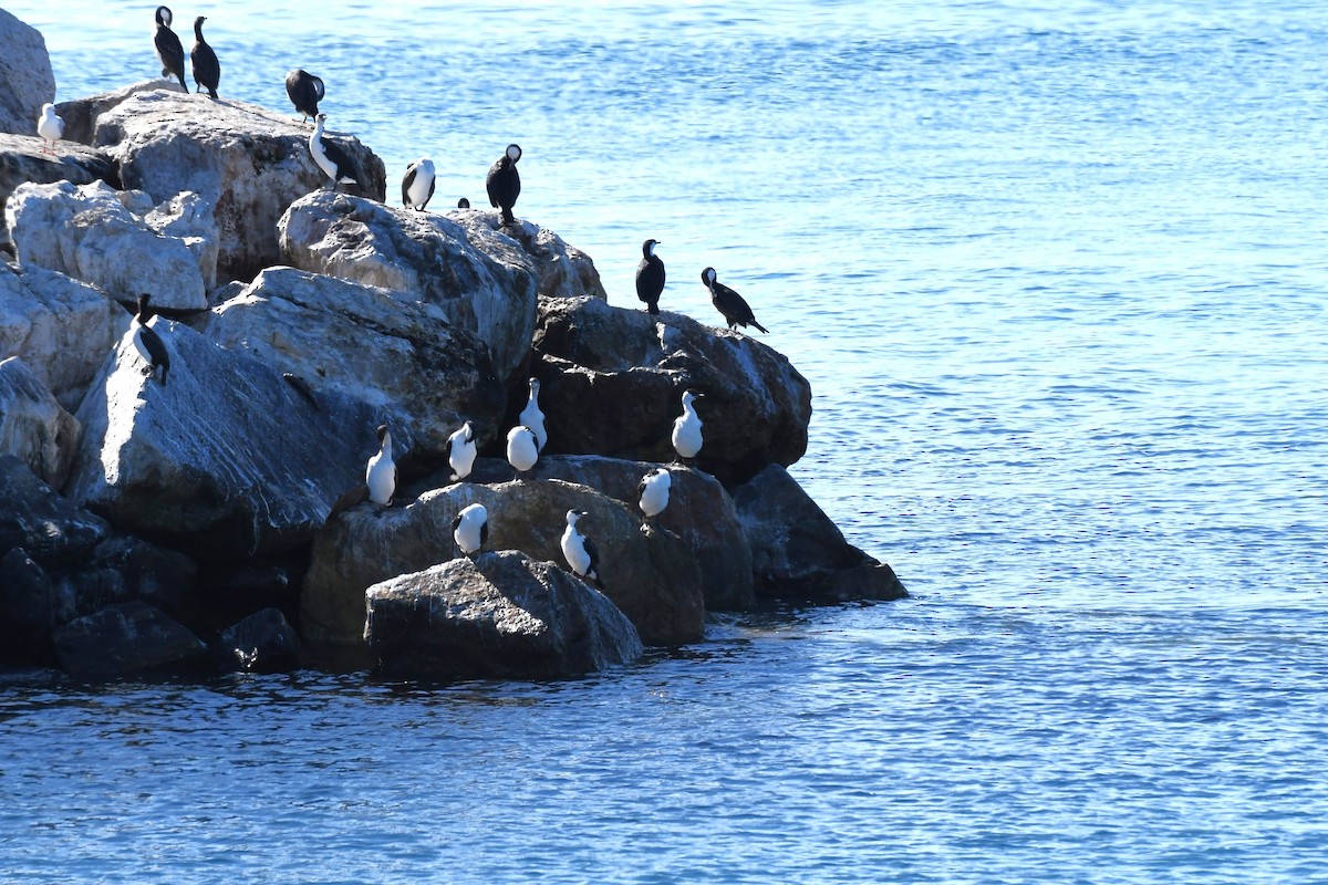 Black-faced Cormorant - Trevor Ross