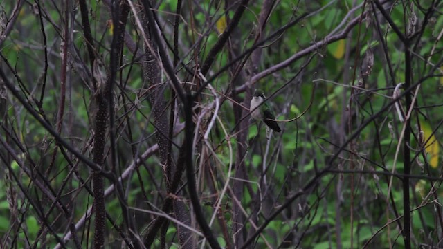 Blue-tailed Emerald - ML474760