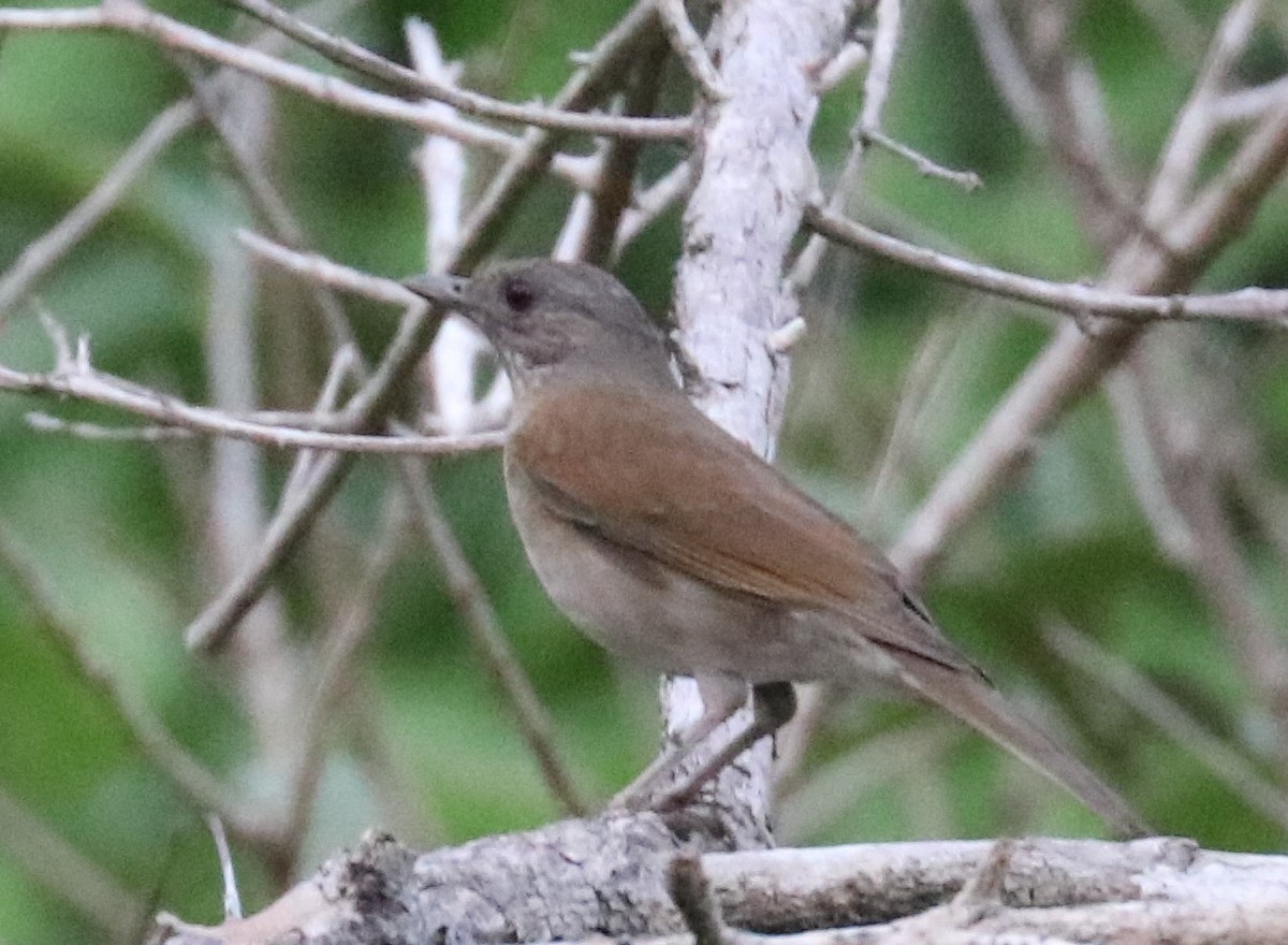 Pale-breasted Thrush - ML474760451