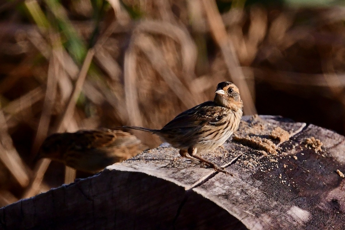 Saltmarsh Sparrow - ML474760521