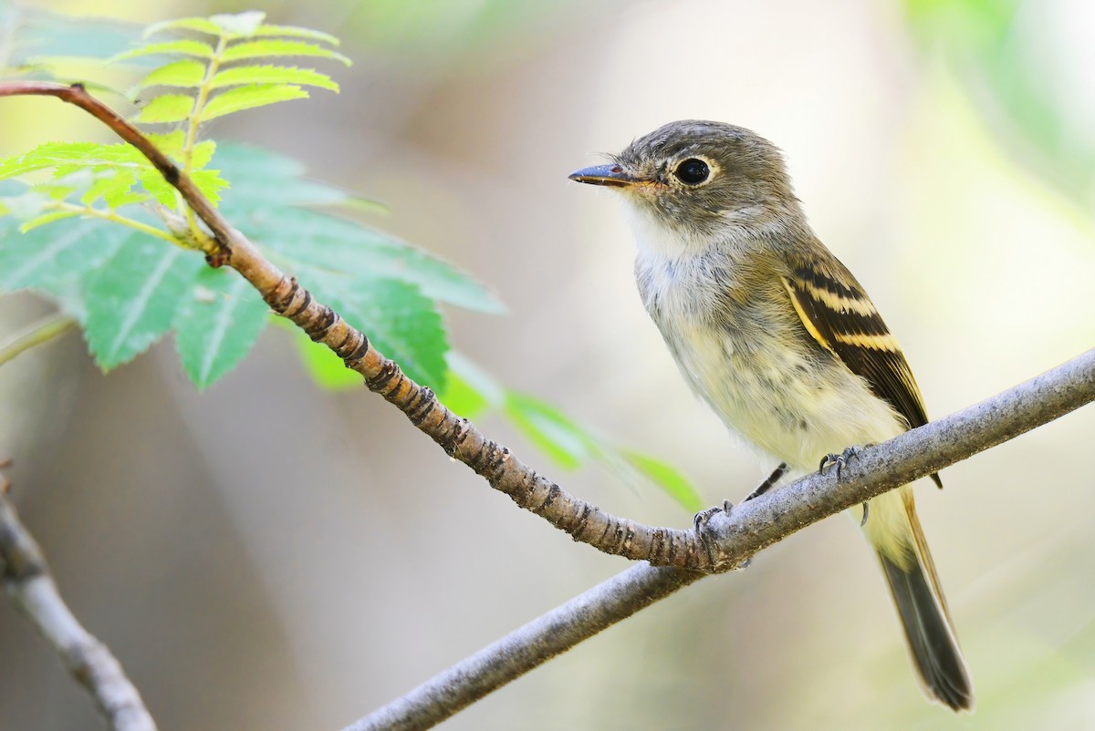 Least Flycatcher - ML474760551