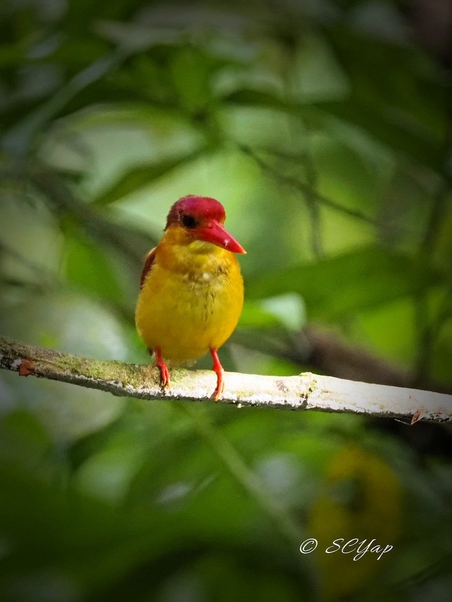 Rufous-backed Dwarf-Kingfisher - Sue Chew Yap