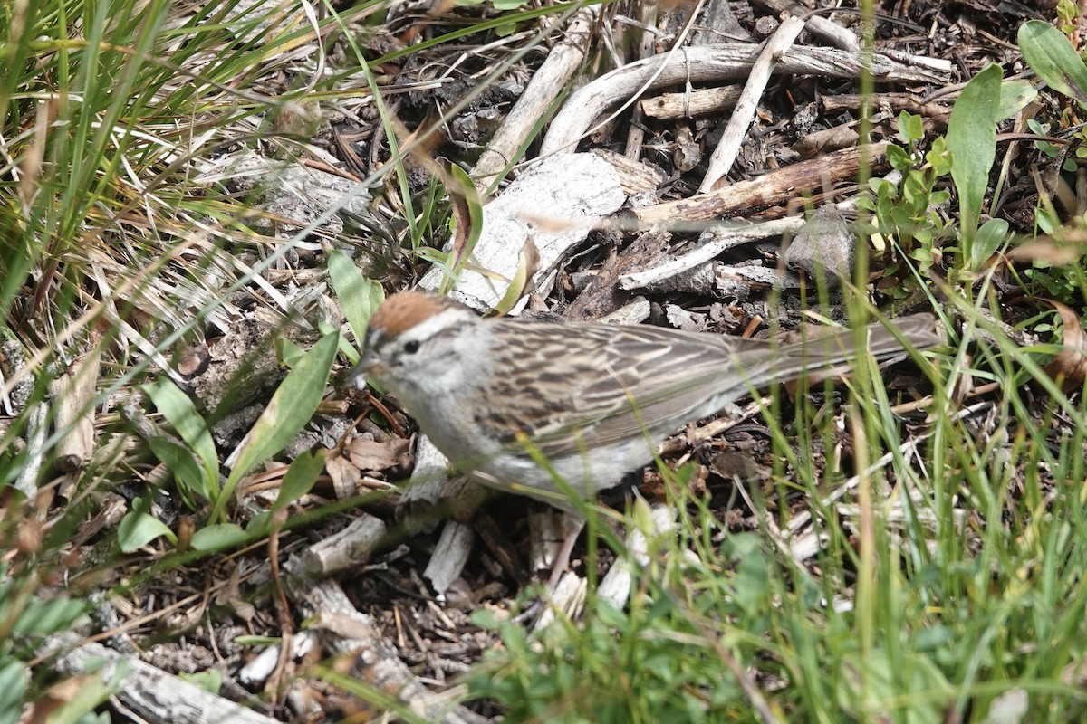 Chipping Sparrow - ML474761751