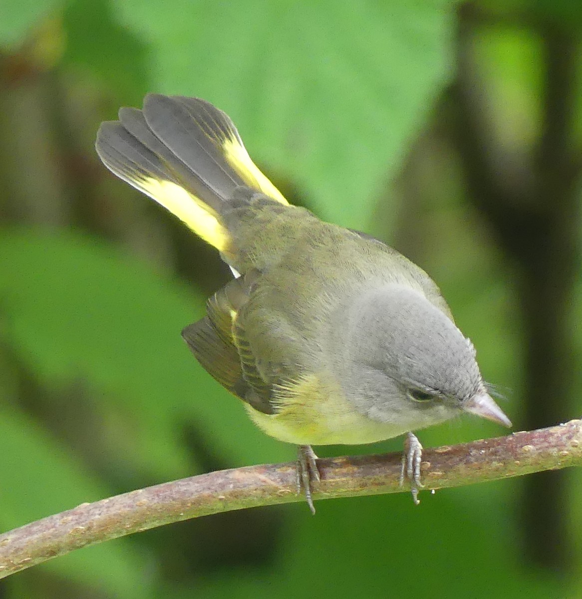 American Redstart - Gus van Vliet