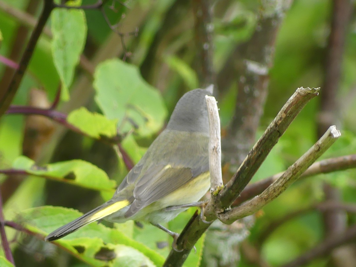 American Redstart - Gus van Vliet