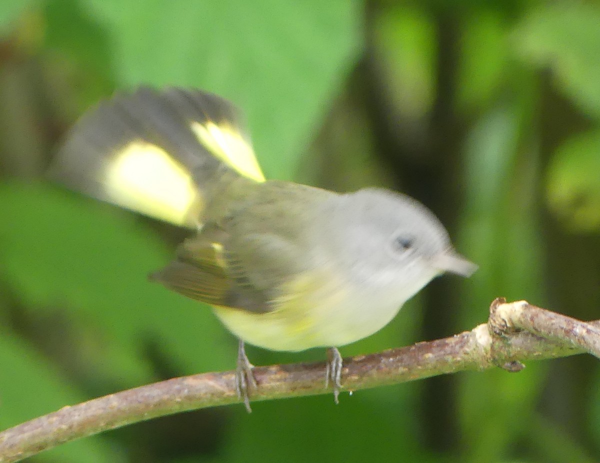 American Redstart - Gus van Vliet