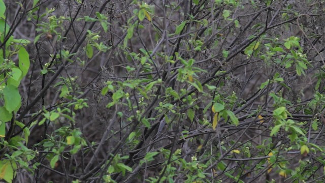 Northern White-fringed Antwren - ML474762