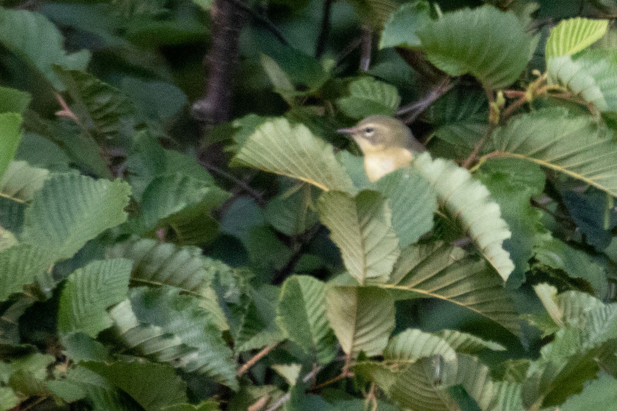 Black-throated Blue Warbler - ML474762491