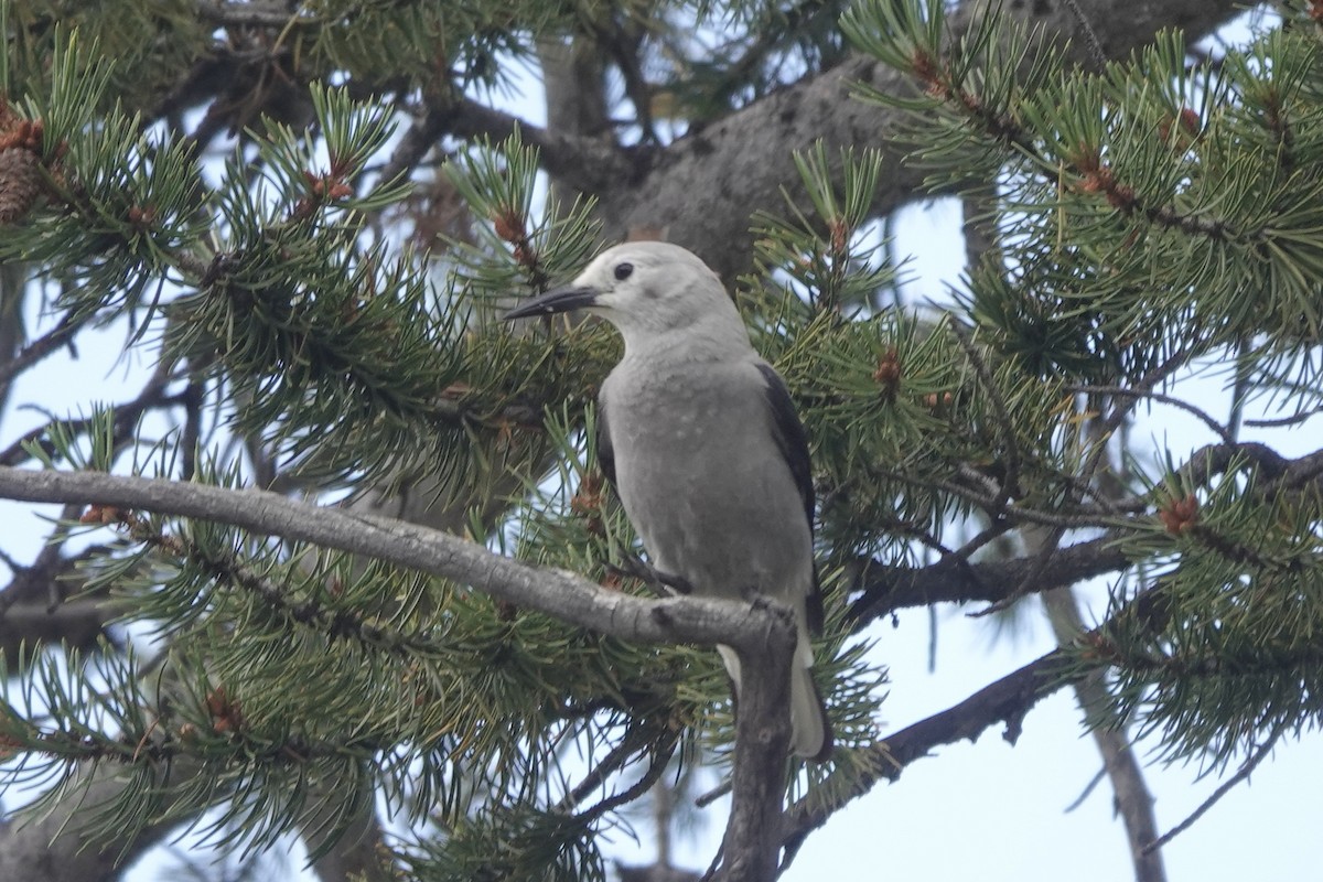 Clark's Nutcracker - ML474762581