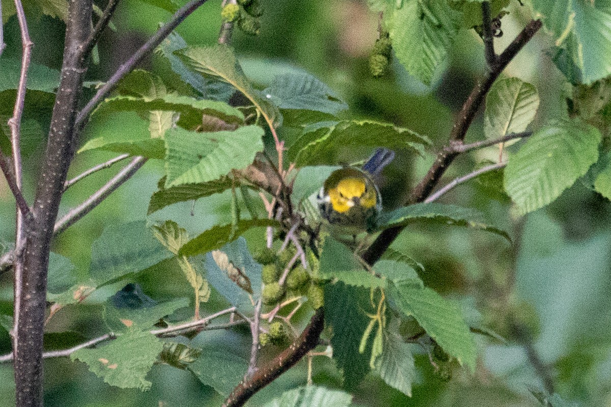 Black-throated Green Warbler - ML474762631