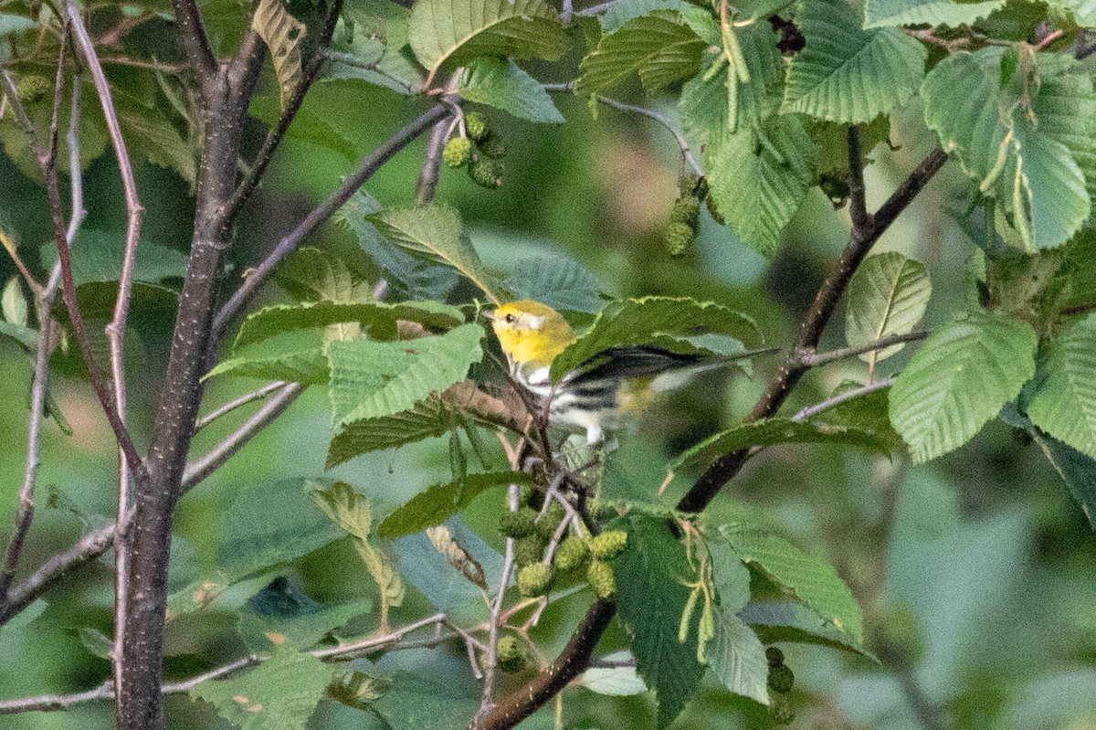 Black-throated Green Warbler - ML474762641