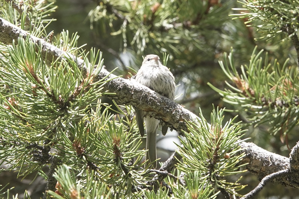 Chipping Sparrow - ML474762881