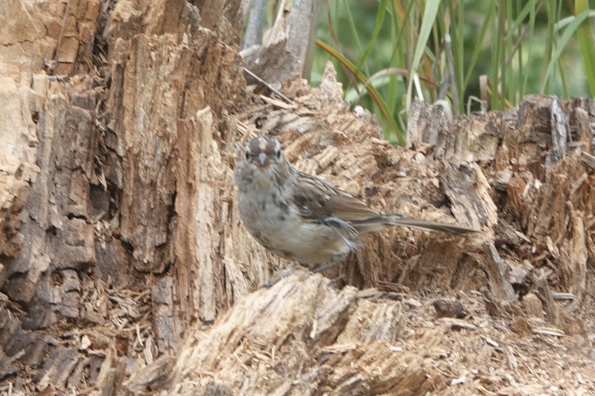 White-crowned Sparrow - ML474763021
