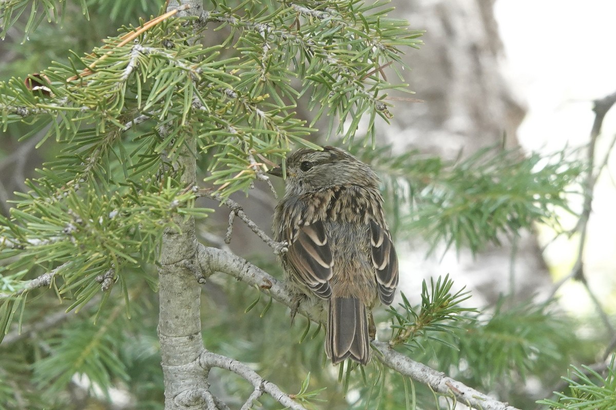 White-crowned Sparrow - ML474764181