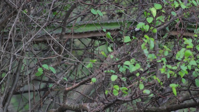 Northern White-fringed Antwren - ML474765