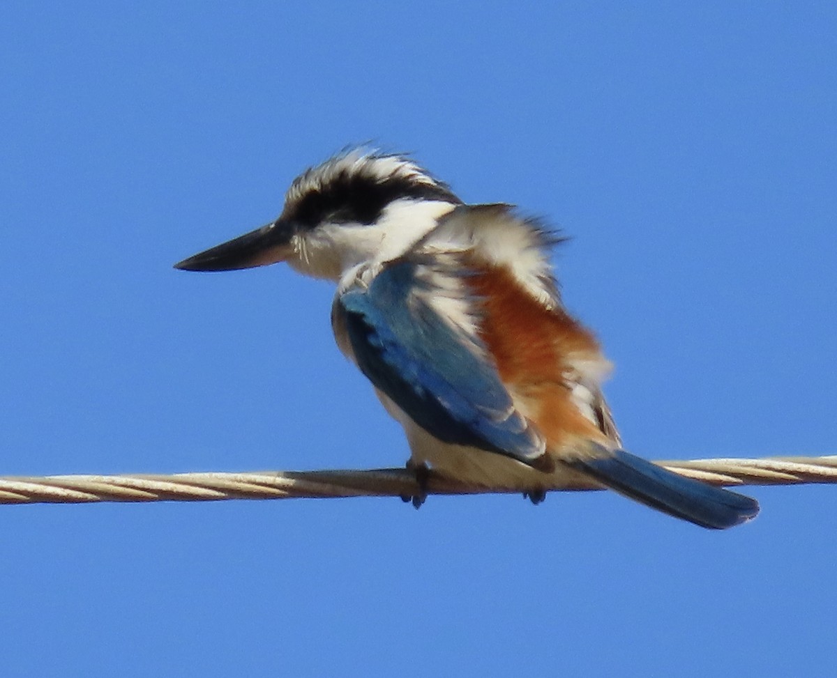 Red-backed Kingfisher - ML474765541