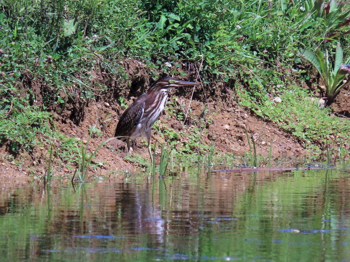 Green Heron - ML474765711