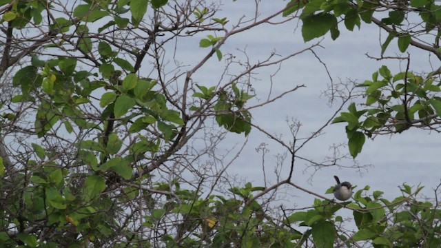 Tropical Gnatcatcher (plumbiceps/anteocularis) - ML474766