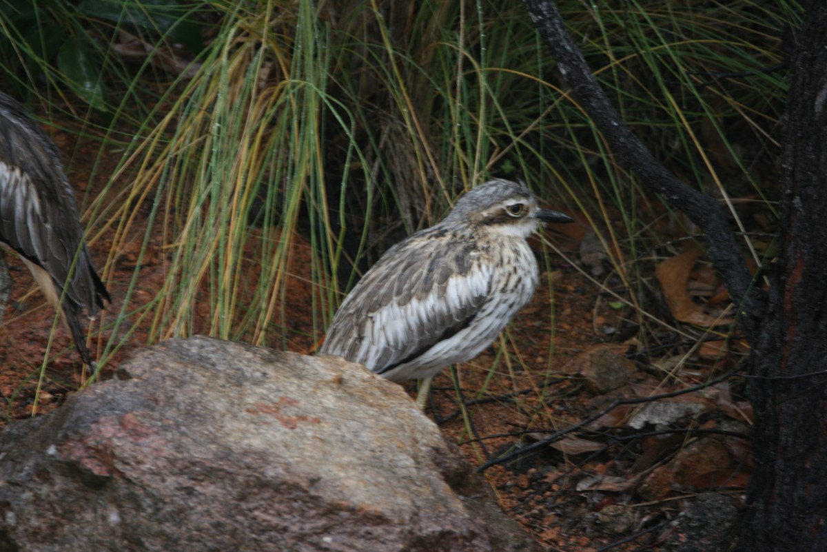 Bush Thick-knee - ML474766881