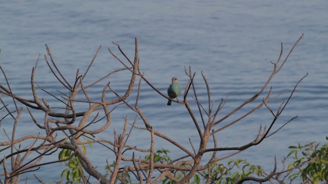 Tangara glauque - ML474767