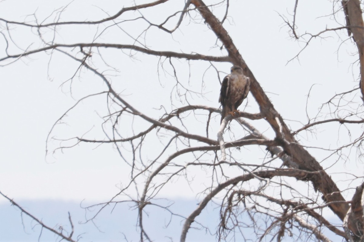 Ferruginous Hawk - ML474767071