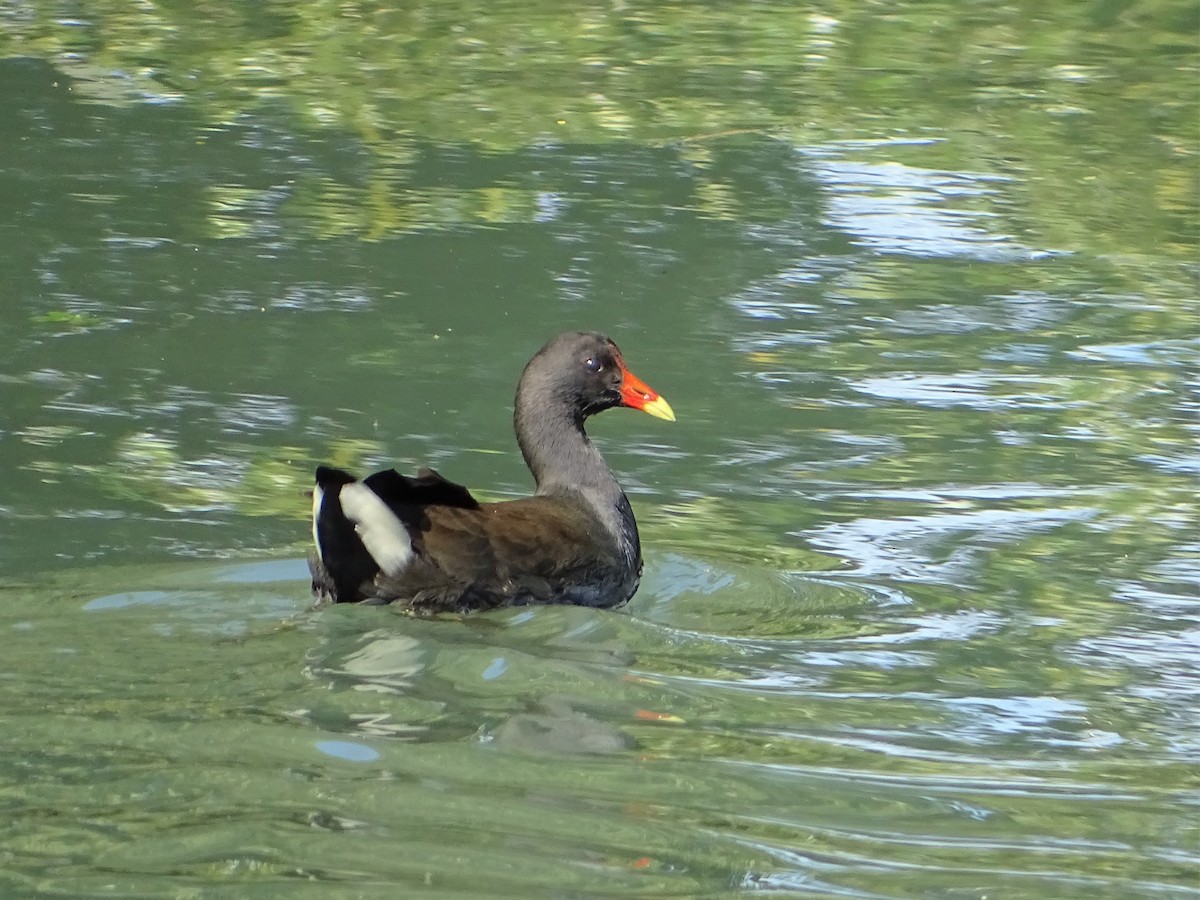 Dusky Moorhen - ML474767891