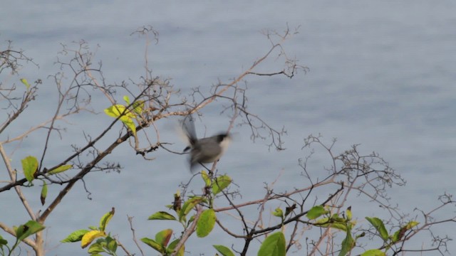 カオジロブユムシクイ（plumbiceps／anteocularis） - ML474769