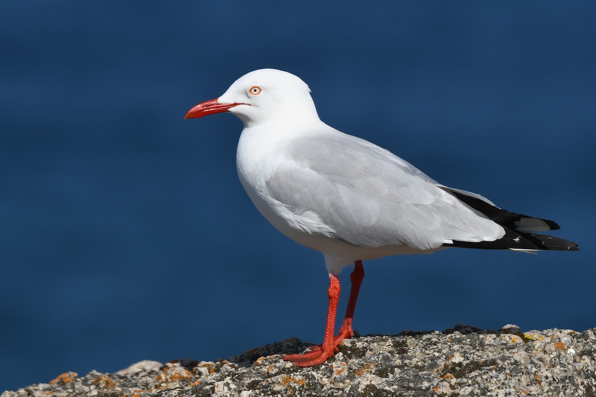 Silver Gull - Trevor Ross