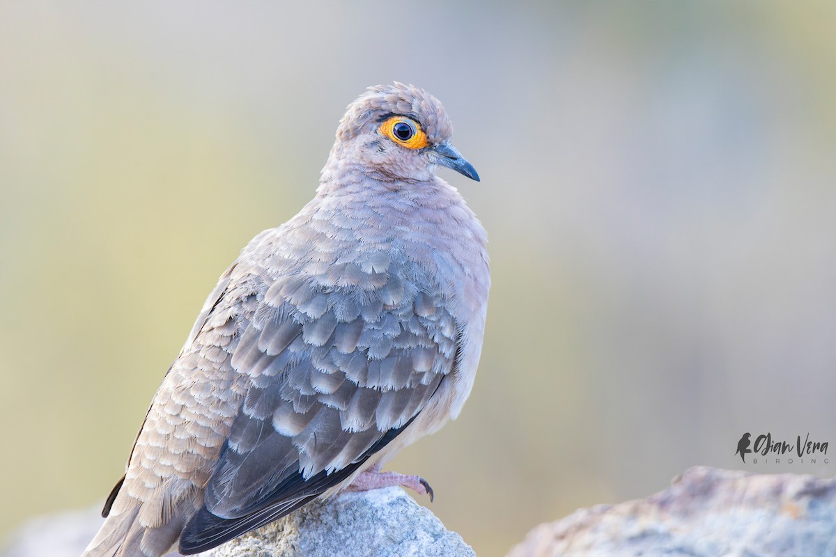 Bare-faced Ground Dove - Giancarlo Vera