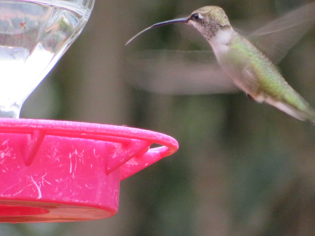 Black-chinned Hummingbird - Paul Sellin