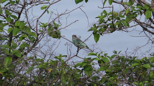 Glaucous Tanager - ML474770