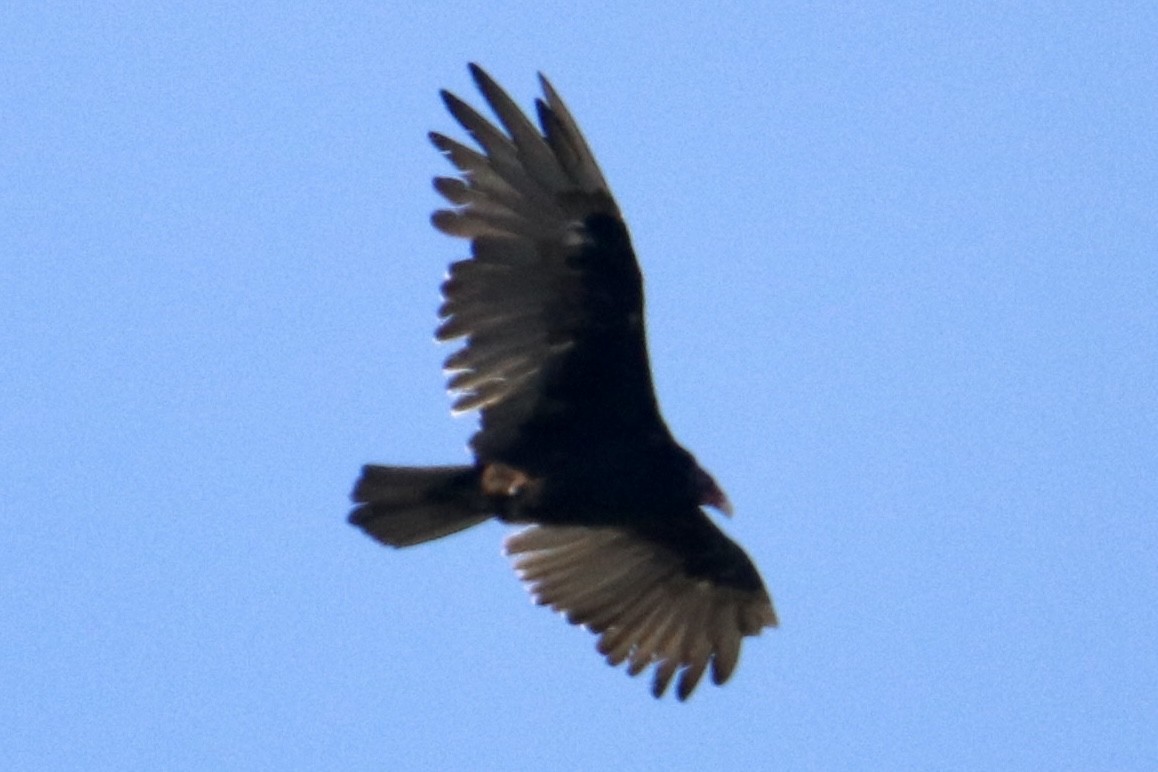 Turkey Vulture - ML474770191