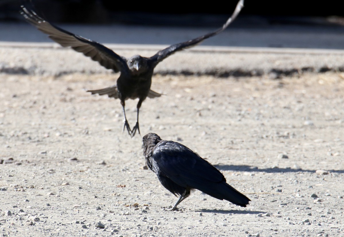 American Crow - ML474770291