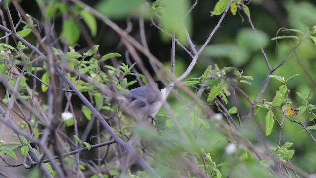 カオジロブユムシクイ（plumbiceps／anteocularis） - ML474771